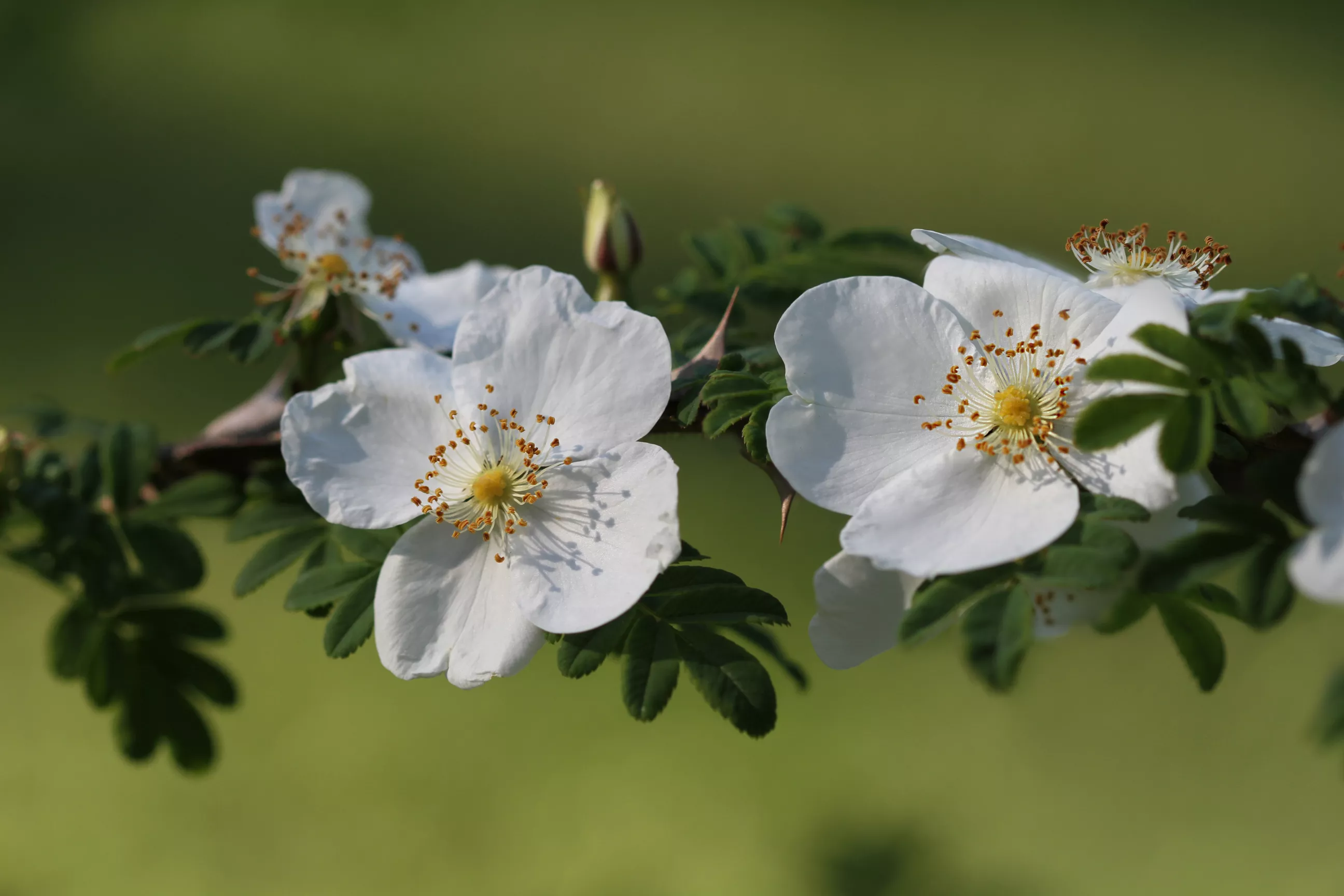 wingthorn-rose-von-stefanie-gehrig